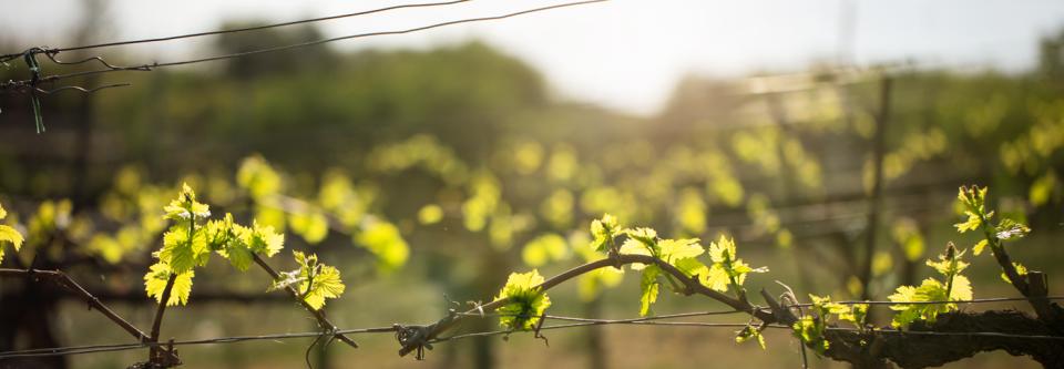 Reben im Sonnenlicht